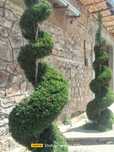 Archa va gular bor asartiment kop