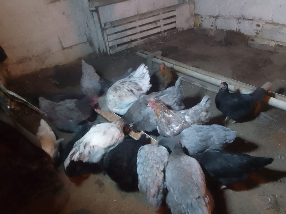 Продам петуха и курей домашних