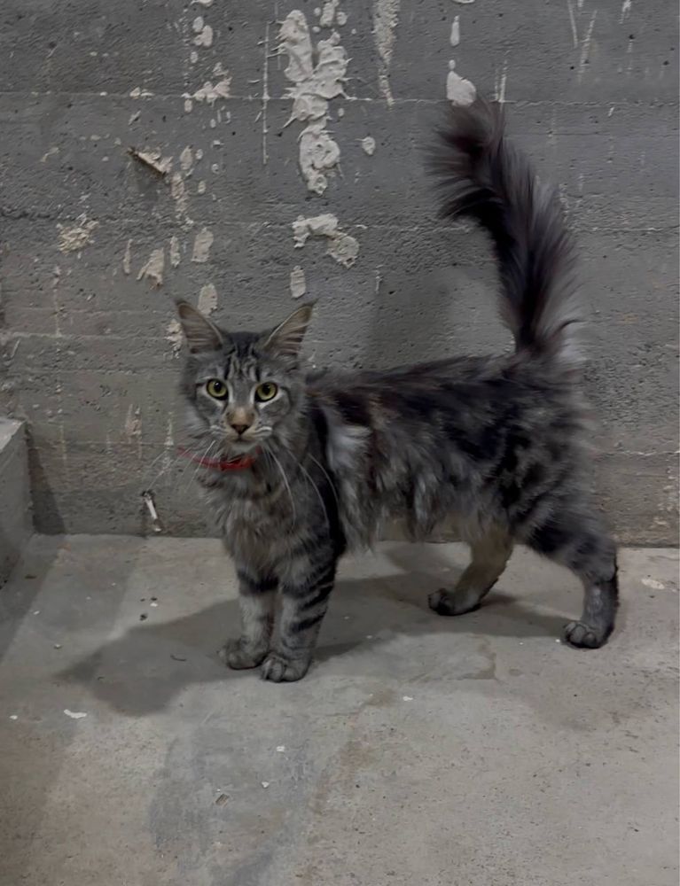 mushuk qiz bola.