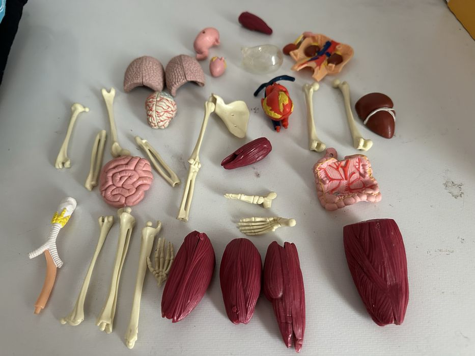 Componente corpul uman DeAgostini