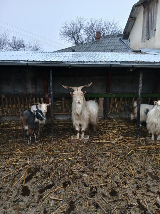 Vând Țap, vârstă 2 ani