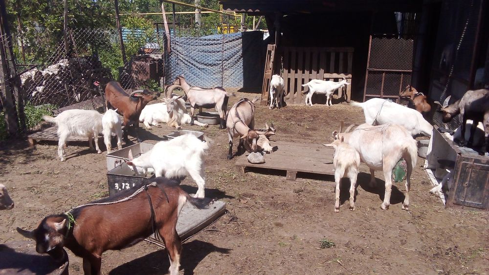 Продам коз дойнных