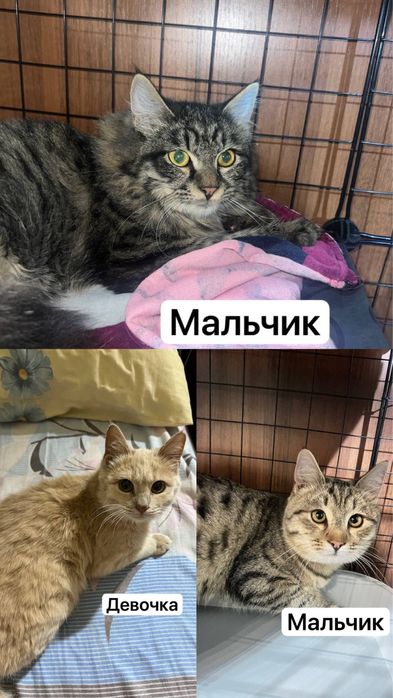 Котята 6 месяцев