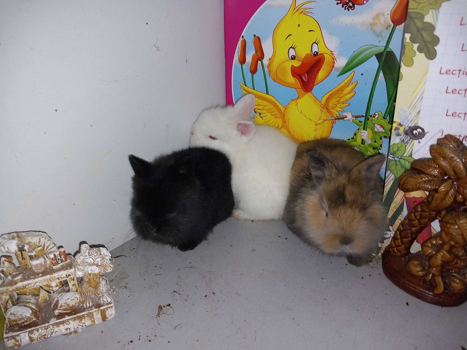 Iepurasi Mini Toys Iepuri Pitici de Companie