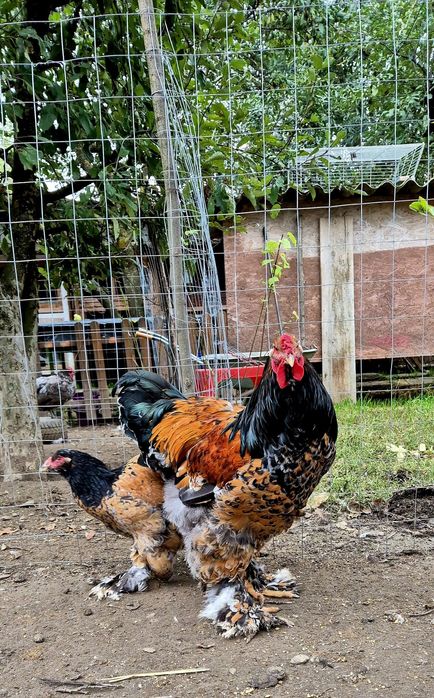 Cocoș brahma portelan vand/schimb