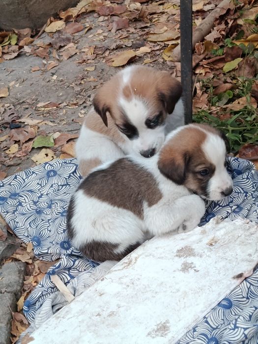 Отдам в добрые руки.