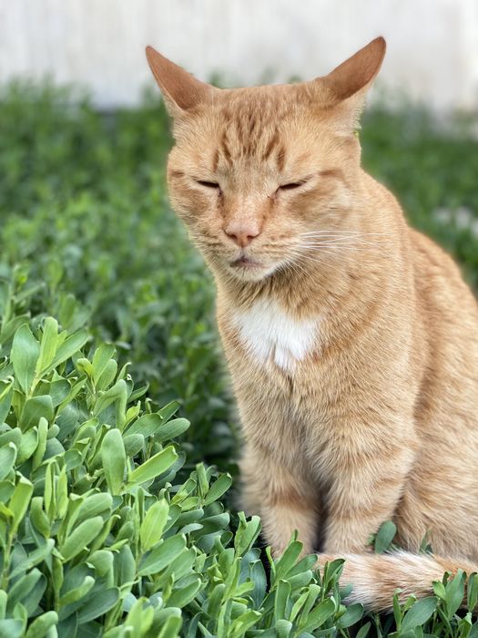 Рыжий кот в добрые руки