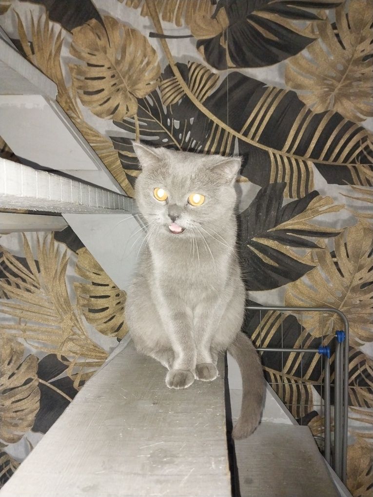 Продам британскую кошку!