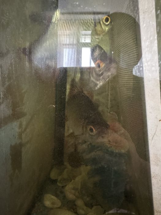 балық рыбки брабус 3 шт бар