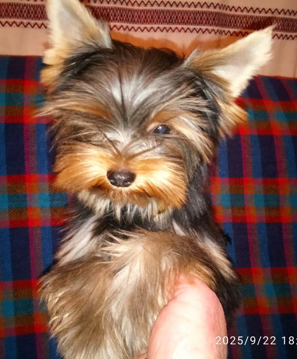 Щенки йоркширского терьера