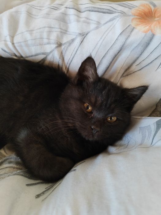 Mushuk bepul, бесплатно