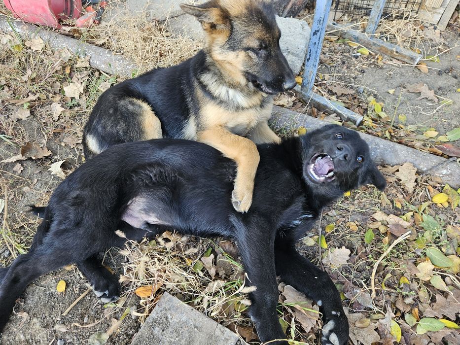 Овчарка в добрые руки