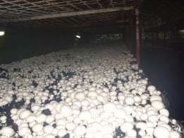 Compost incubat faza 3 Champignion