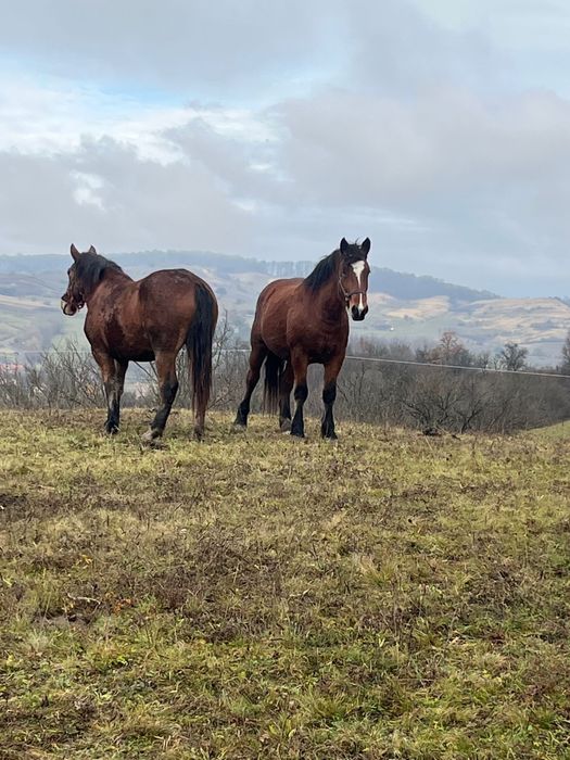 Vând 2 Mânze - Exemplare Superbe