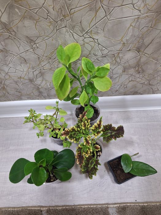 Отростки по 500-700 тг