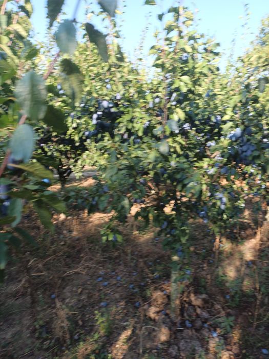 Prune  super calitate