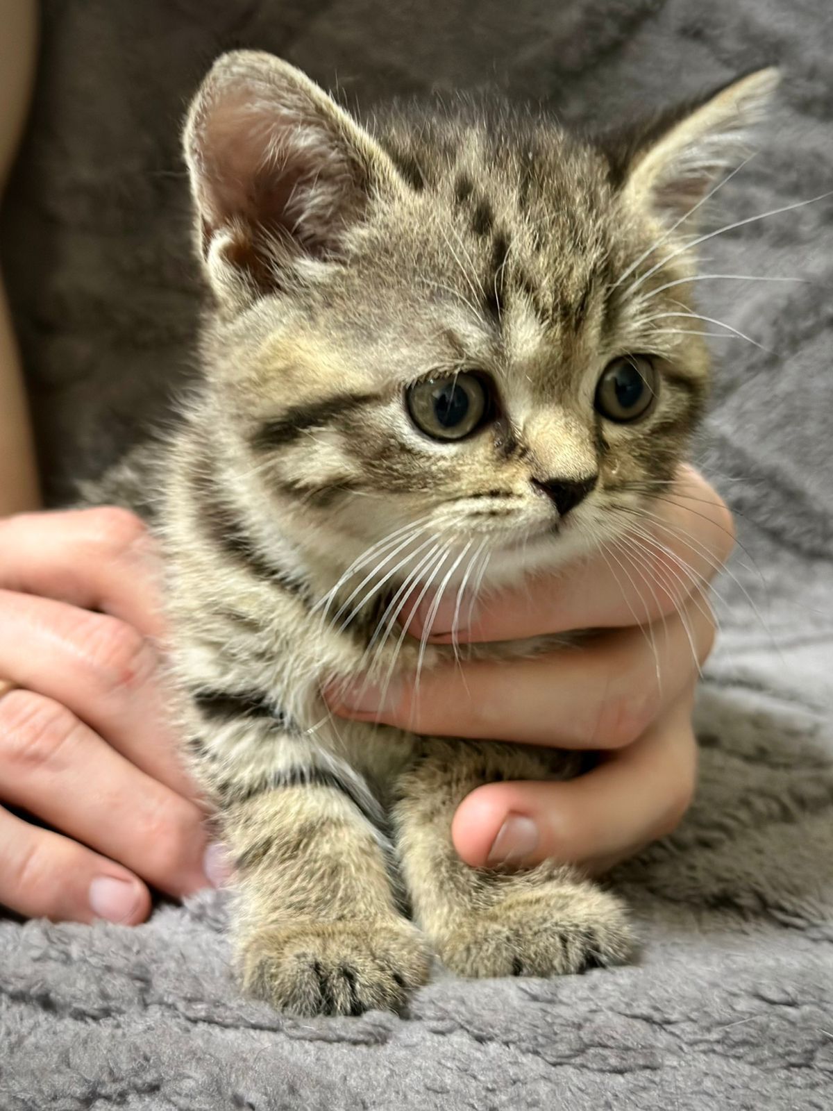 Вислоухий кот вязка