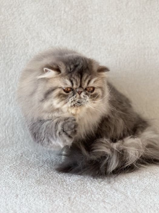 Чистопородна персийска женска котка-3 години, синьо таби – търси дом