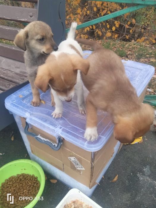 Маленькие щенки, примерно один месяц от роду