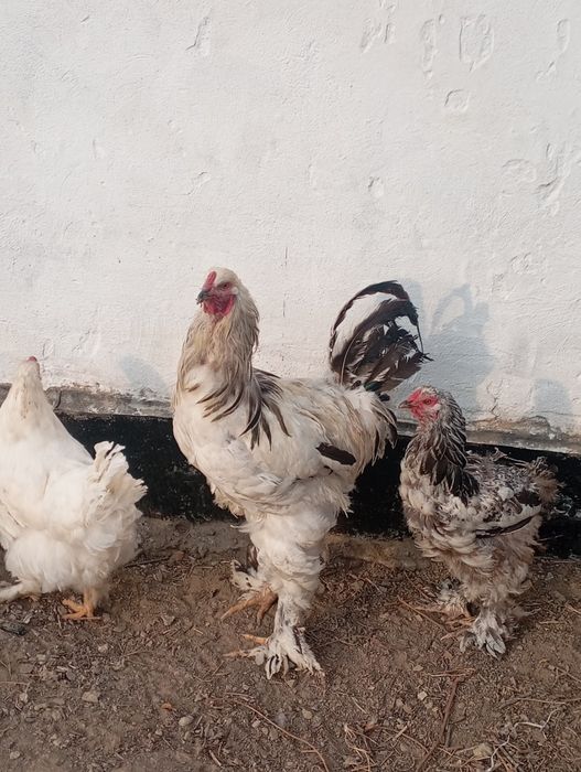 15000 бағасы Дача уитас