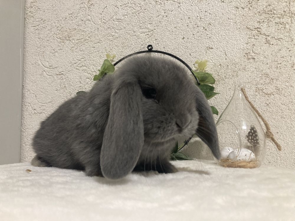 Iepuri pitici de companie berbec pitic/holland lop/mini lop