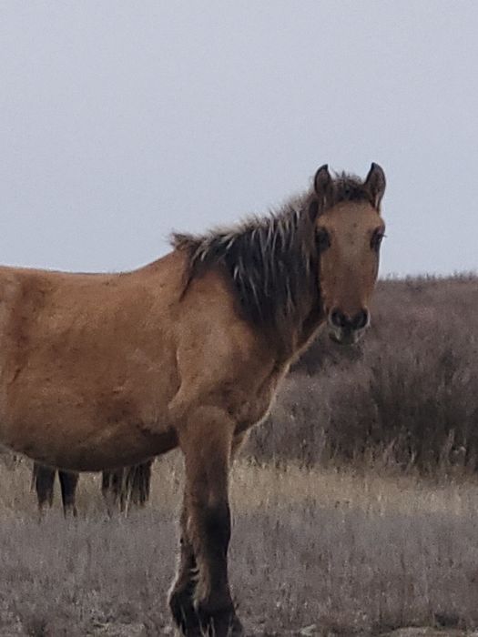 Кунан 2 жасар сатылады