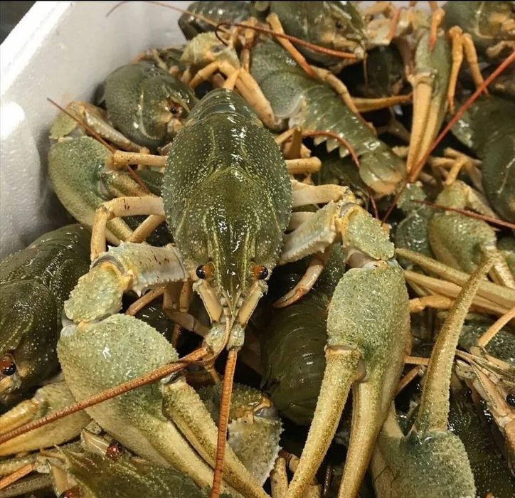 Живые раки с Алаколя