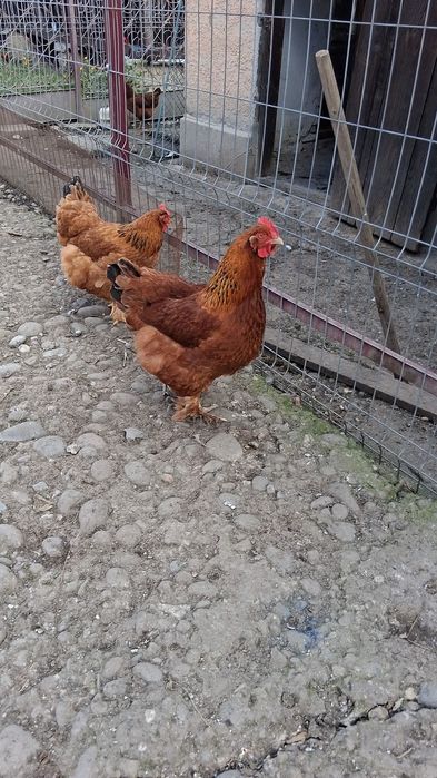 Gaini,bibilici si curci de casa!