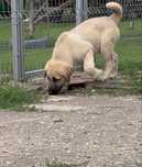 Catel ciobanesc kangal, talie mare