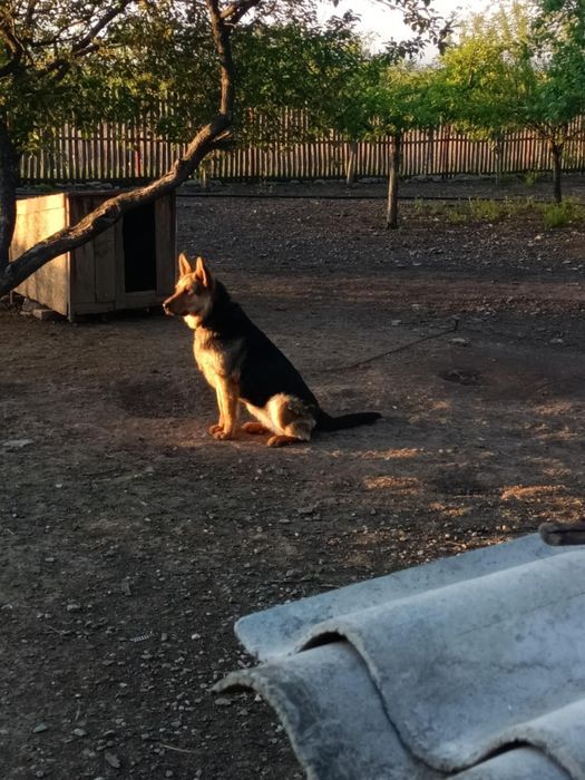 Vând femela Ciobanesc German