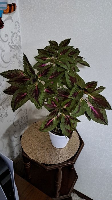 Цветы комнатные разные