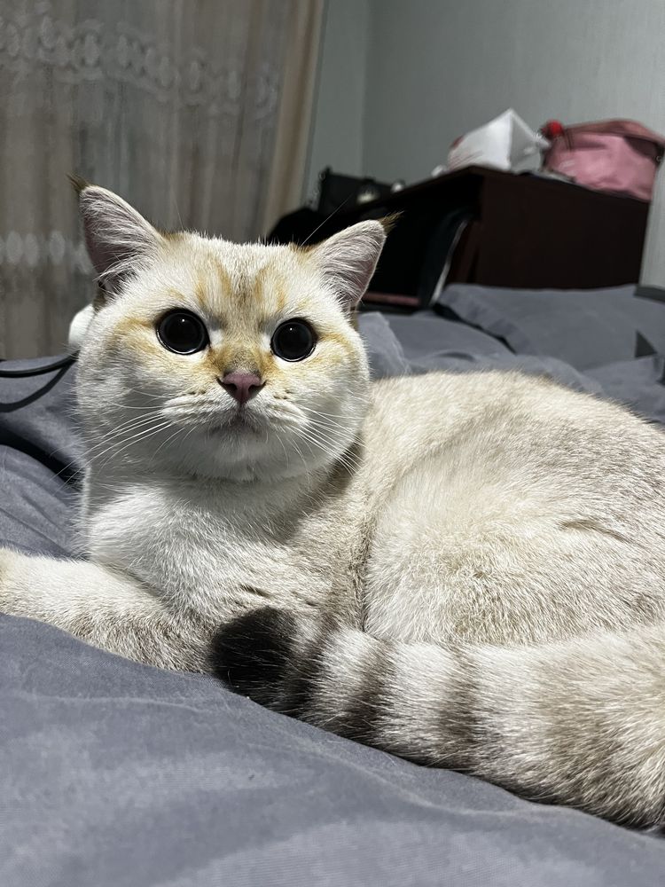 Кот поинтовая шиншила