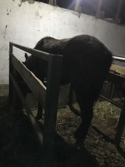 Согым, жылкы 1,5 жасар