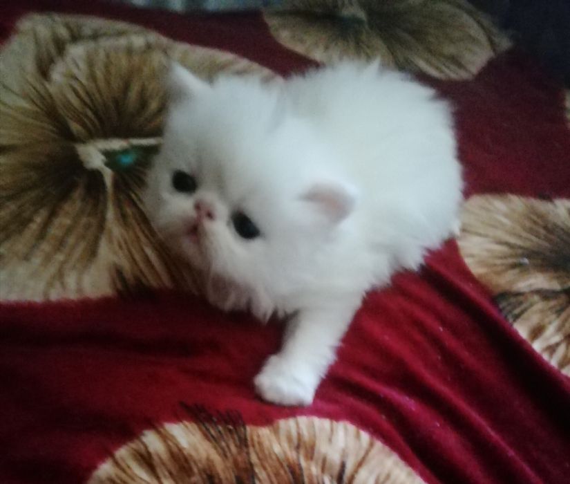 Котята персы экстремалы. .