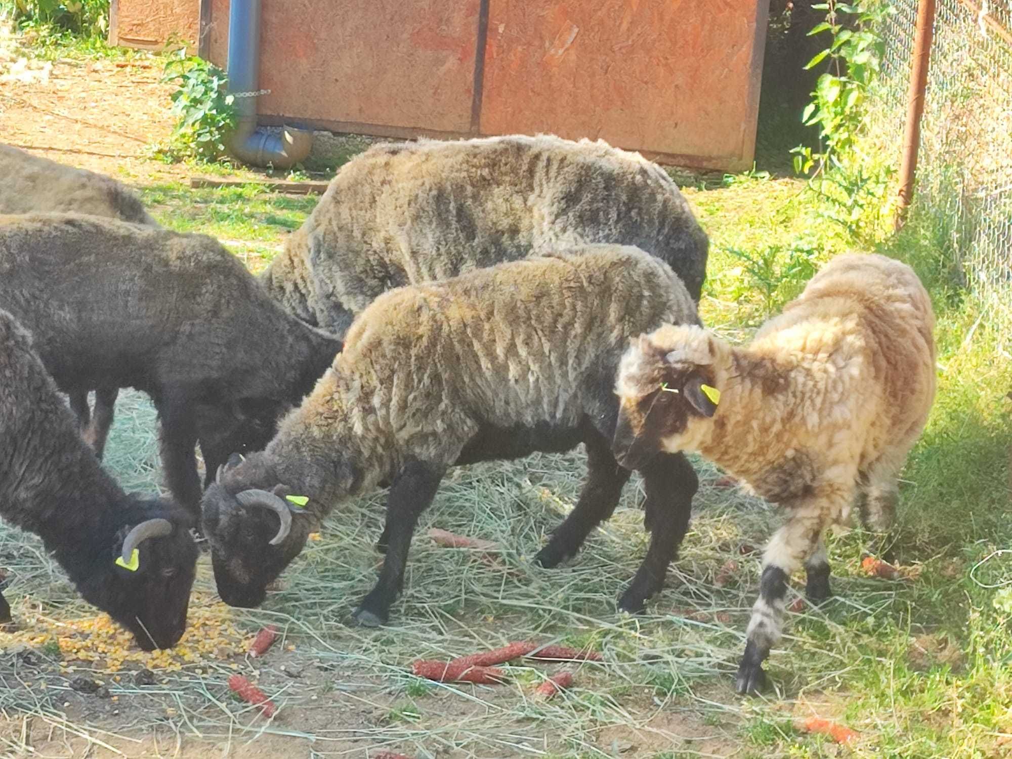 Vand oi negre un berbec de 3 ani, 3 mioare si o oaie cu miel