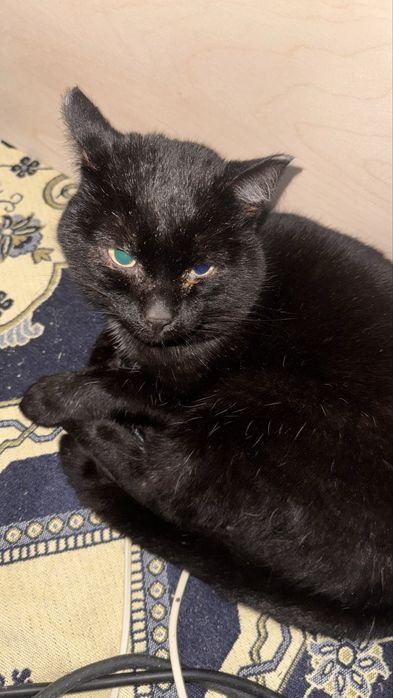 Отдам кота в добрые руки