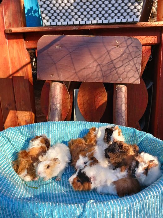 Pui de porcușori de Guineea