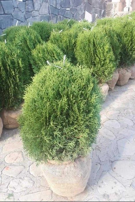 Plante decorative pentru grădini, curți și spații publice