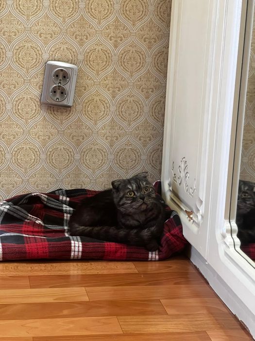 Найдена кошечка, отдам в добрые руки или ра передержку