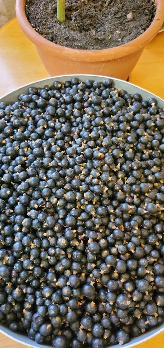 Смородина красная и чёрная замороженнаяженная