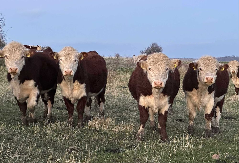 Елитни бикове Херефорд