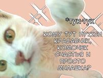 Ищем заботливого хозяина/хозяйку для котят, 3 месяца
