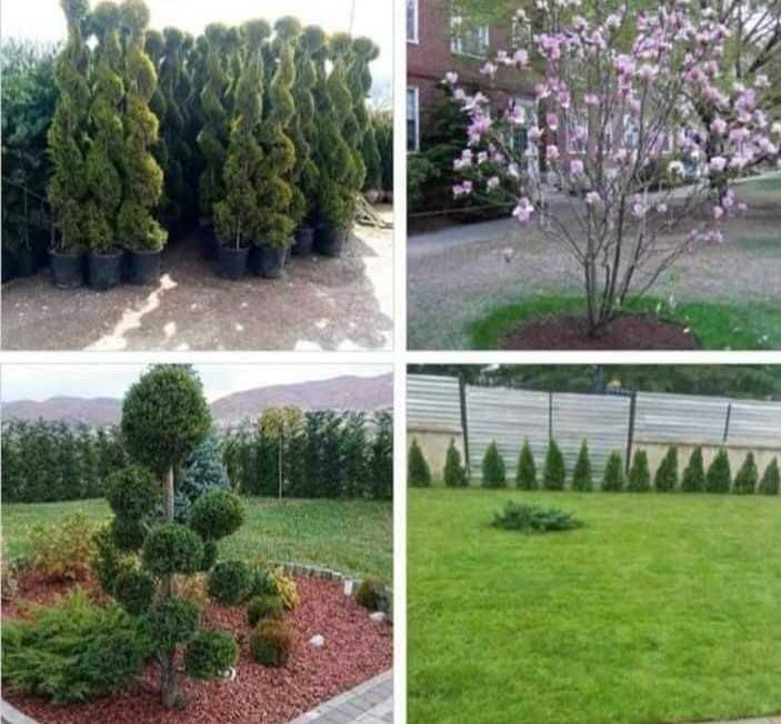 Gazon si plante ornamentale