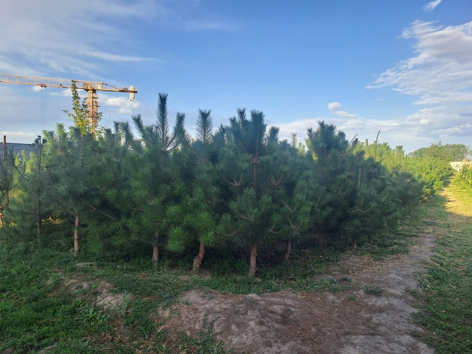 Продажа саженцев из разных видов