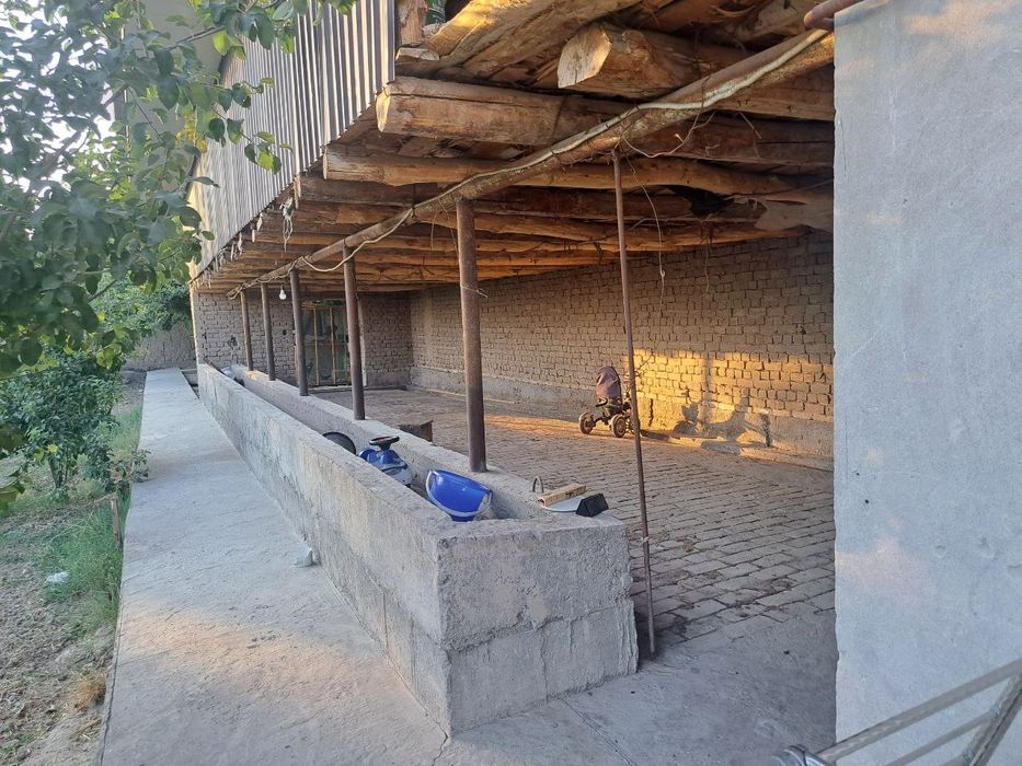 Arendaga mini ferma. 20ta buqa sigadiga joy