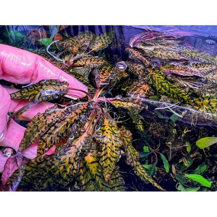 Cryptocoryne Nurii Pink Line (Rosen Maiden) – stoc limitat 3 bucăți