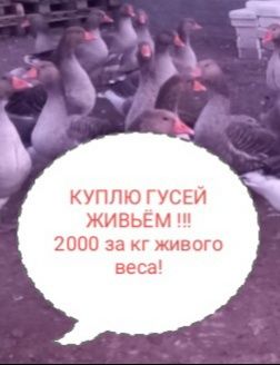 Гуси. Мясо гуся. Гусей. Тамбовские, Линда . Описание читать!