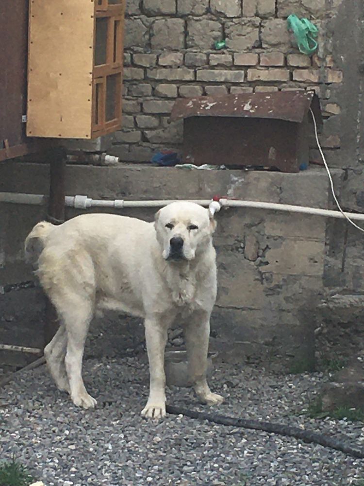 Вязка.  Алабай ищет подругу