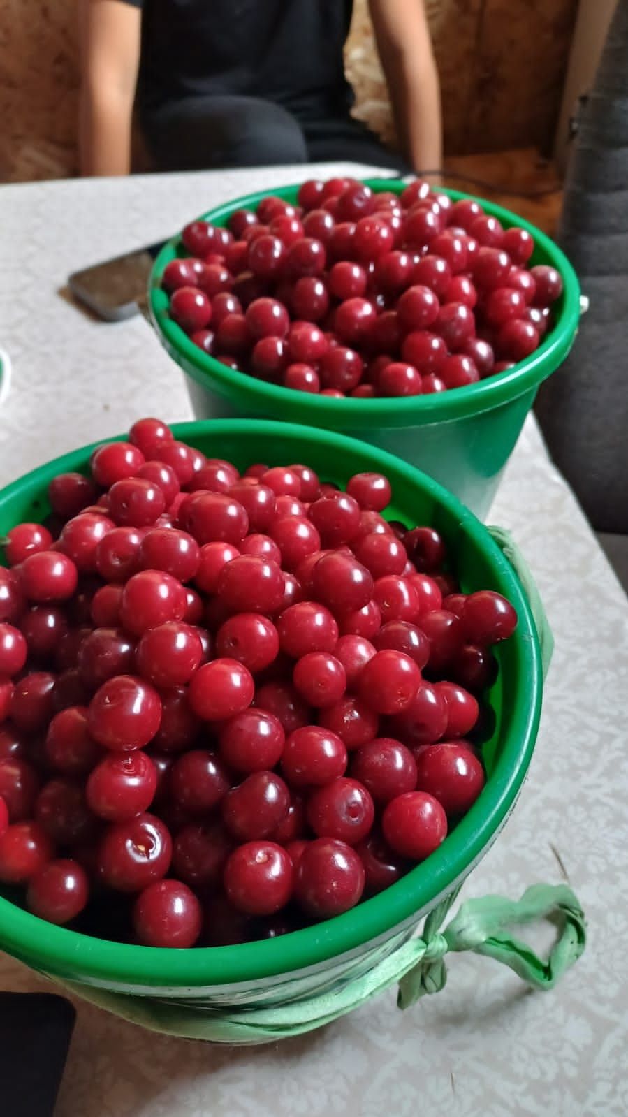 Продам данную вишню