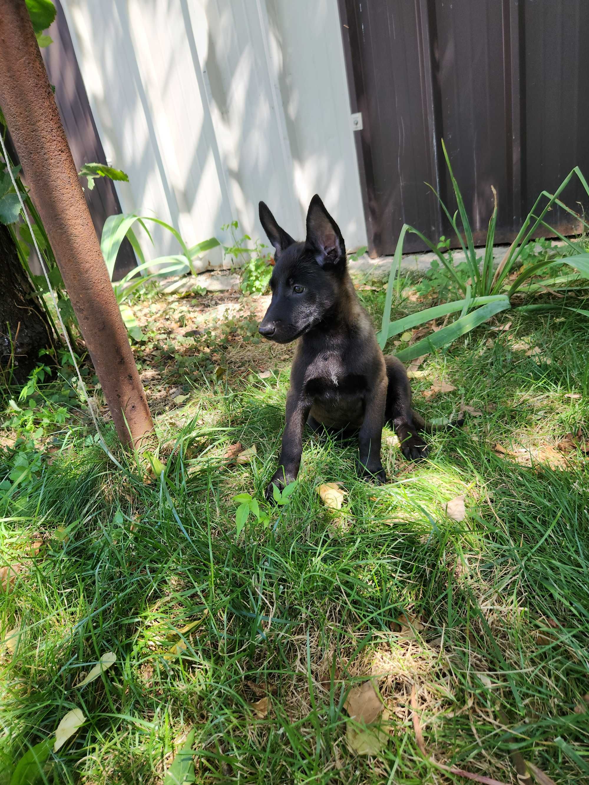 Femela Ciobanesc belgian Malinois cu pedigree